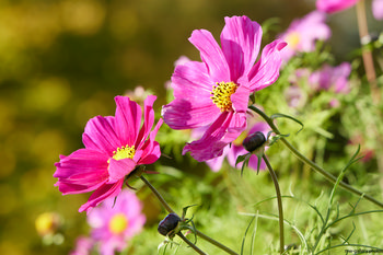 Garden cosmos flowers.jpg